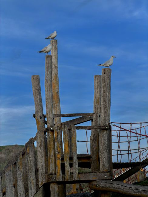 Three seagulls are perched on weathered wooden posts of a seaside play structure, with the tallest post in the center supporting two birds and the shorter posts on the sides each holding one bird. The wood shows signs of age, with rough textures, grayish and brown tones, and some areas of slight moss or lichen growth. The structure features horizontal and vertical beams, some secured with metal bolts, and a partially visible red wire safety netting on the right, which is rusted and sagging slightly. The background reveals a bright blue sky with a few wispy clouds, suggesting a clear day, and a distant grassy coastline or dunes at the bottom left. The scene reflects an outdoor environment where the wooden equipment, possibly part of a seaside park or playground, is exposed to the elements, aligning with general waste removal themes related to outdoor maintenance and debris clearance by Waste Removal Ruislip.