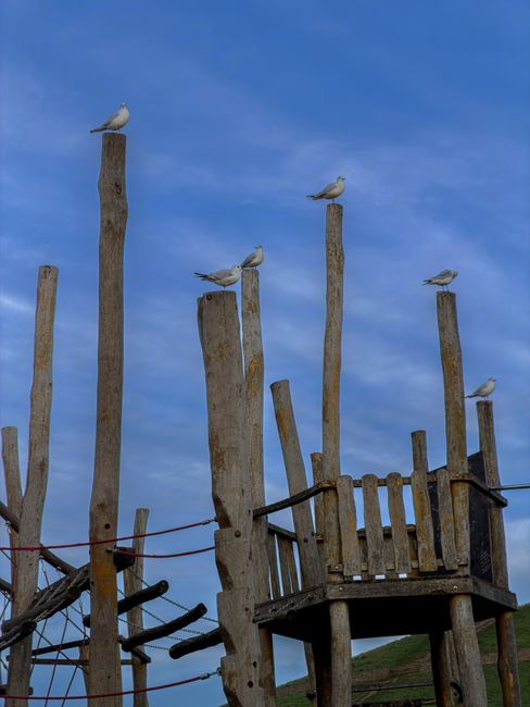 Three seagulls are perched on weathered wooden posts of a seaside play structure, with the tallest post in the center supporting two birds and the shorter posts on the sides each holding one bird. The wood shows signs of age, with rough textures, grayish and brown tones, and some areas of slight moss or lichen growth. The structure features horizontal and vertical beams, some secured with metal bolts, and a partially visible red wire safety netting on the right, which is rusted and sagging slightly. The background reveals a bright blue sky with a few wispy clouds, suggesting a clear day, and a distant grassy coastline or dunes at the bottom left. The scene reflects an outdoor environment where the wooden equipment, possibly part of a seaside park or playground, is exposed to the elements, aligning with general waste removal themes related to outdoor maintenance and debris clearance by Waste Removal Ruislip.